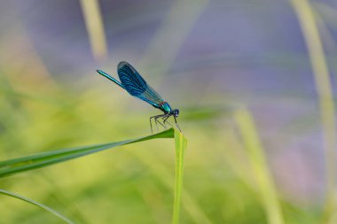 Yusufçuk doğal ortamında