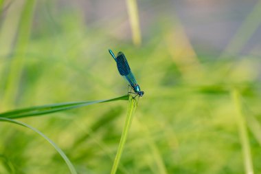 Yusufçuk doğal ortamında