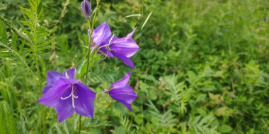 Campanula rotundifolia yaz çayırında çiçek açar.