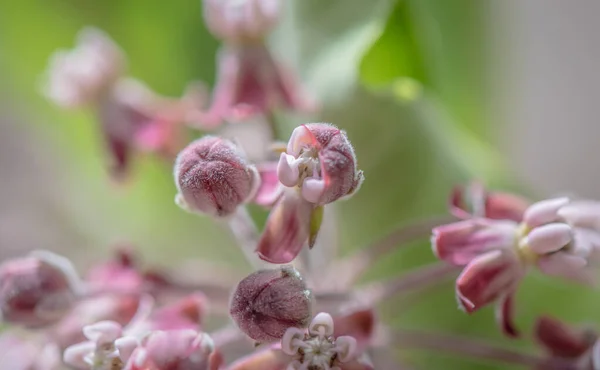 stock image Close-up of Asclepias syriaca in pastel colors