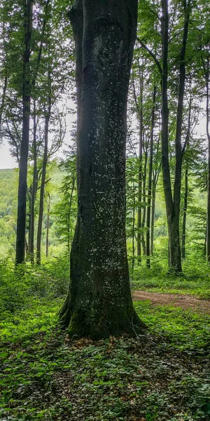 Avrupa Kayın Ağacı Olan Dağ Ormanı — Stok fotoğraf