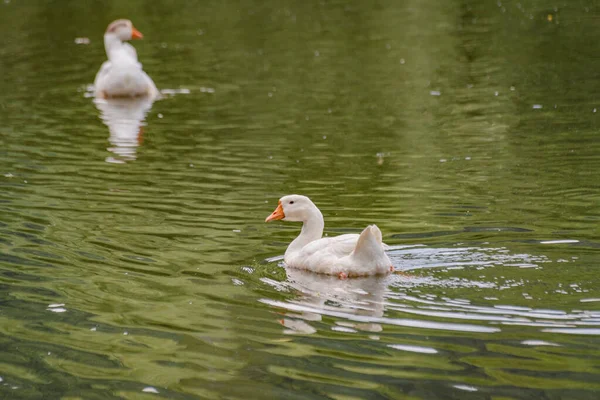 stock image Goose swims in a summer pond