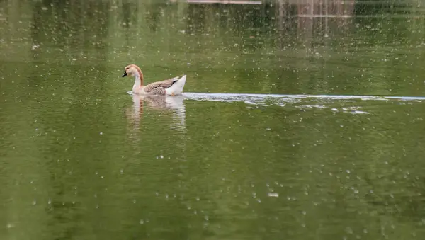 鹅在夏天的池塘里游泳 — 图库照片