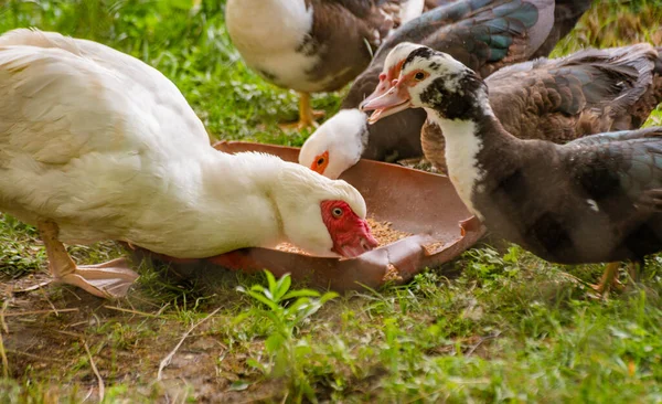 Domestic Muscovy Duck Feeder — Stock Photo, Image