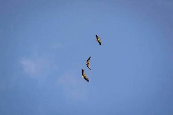 Cegonhas Pretas Brancas Voando Céu Azul — Fotografia de Stock