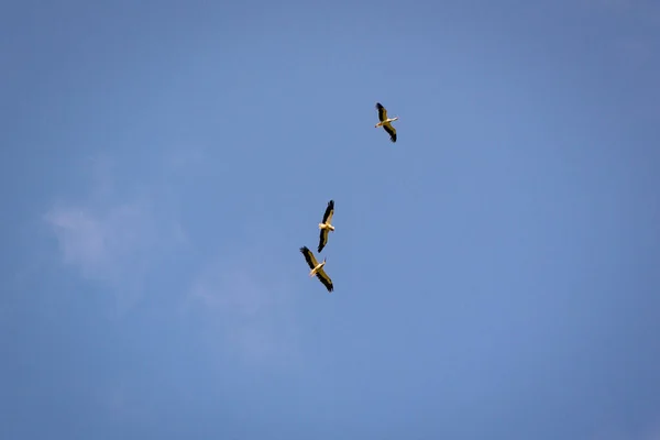 Cigüeñas Blancas Negras Volando Cielo Azul —  Fotos de Stock