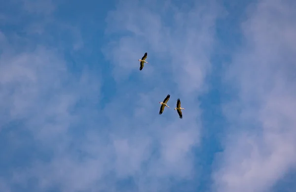 Cegonhas Pretas Brancas Voando Céu Azul — Fotografia de Stock