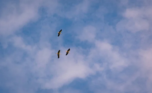 Black White Storks Flying Blue Sky — Stock Photo, Image