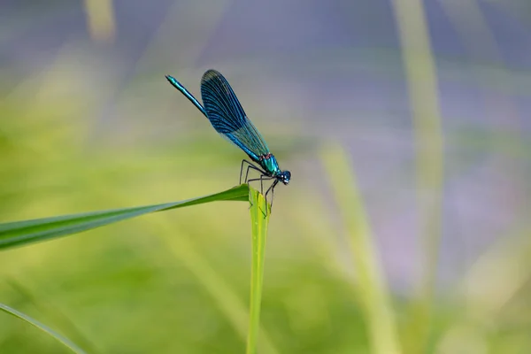 蜻蜓栖息于天然栖息地 — 图库照片