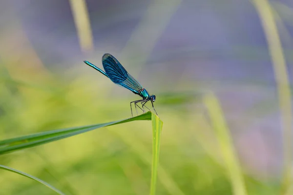 Dragonfly Στο Φυσικό Της Περιβάλλον — Φωτογραφία Αρχείου