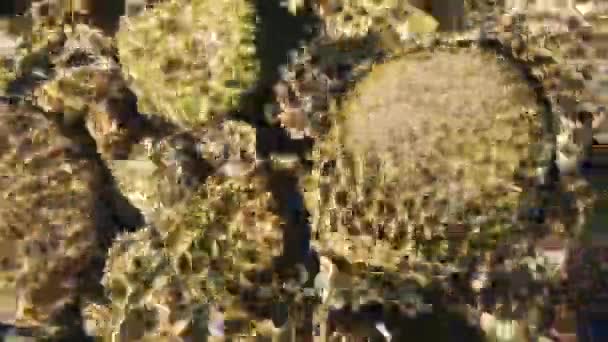 Tekstura Wody Górskiej Rzeki Względu Słońce Kamyki — Wideo stockowe