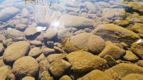 Malé Ryby Letní Horské Řece — Stock video