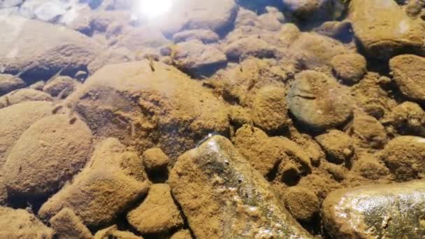 夏天山河里的小鱼 — 图库视频影像