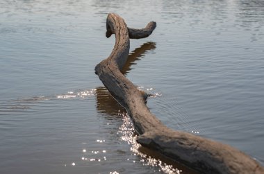 Dağ nehrinde bir ağaç gövdesi
