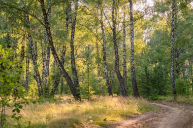 yaz manzara bir huş Grove
