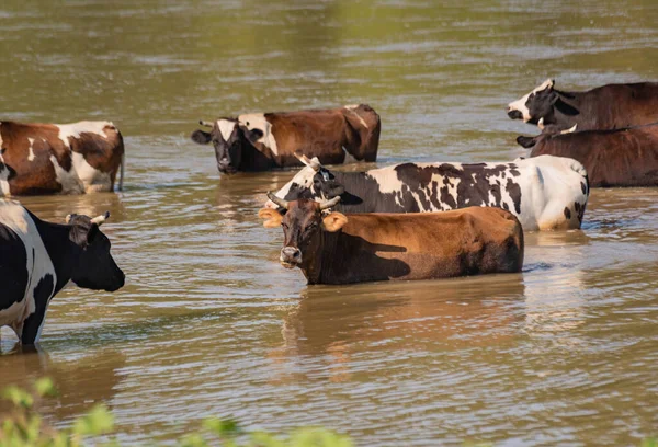 Venkovské Krávy Chladnou Horské Řece — Stock fotografie