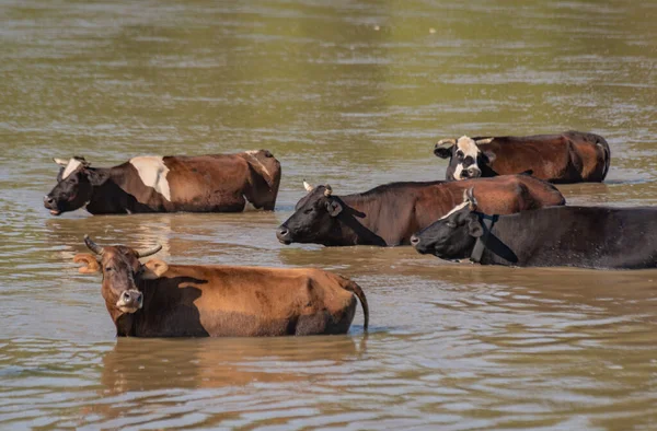 Landkühe Kühlen Sich Einem Gebirgsfluss — Stockfoto