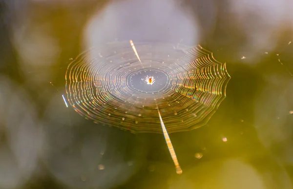 Fragiles Spinnennetz Der Sonne — Stockfoto