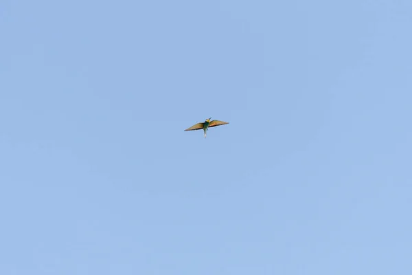飛行中のMerops Apapaster Linnaeus — ストック写真