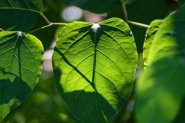 Fallopia sakhalinensis, nehrin yanında.