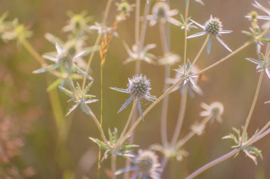 Dağ nehrinin yakınındaki Eryngium planum