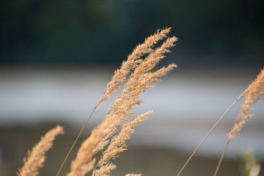 Reedweed spicy Calamagrostis acutiflora  in the field clipart