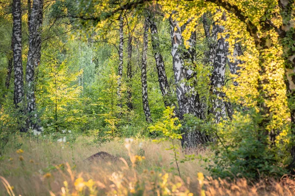Sommerlandschaft Einem Birkenhain — Stockfoto