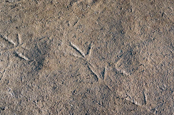 Footprints Heron Small Birds Sand — Stock Photo, Image