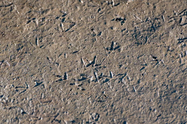 沙滩上小鸟的脚印 — 图库照片