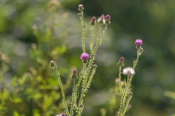 Silybum Marianum bir yaz tarlasında çiçek açar