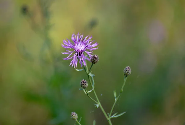 stock image Centaurea jacea blooms in a summer field