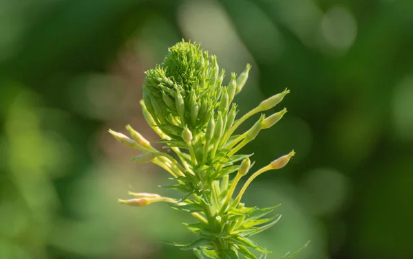 ユリのように見える野生の肉質植物 — ストック写真