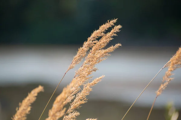 Tarlada reedweed baharatlı Calamagrostis acutiflora