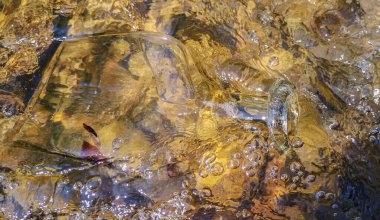 Karanlık bir arka planda genç bir sarmaşık