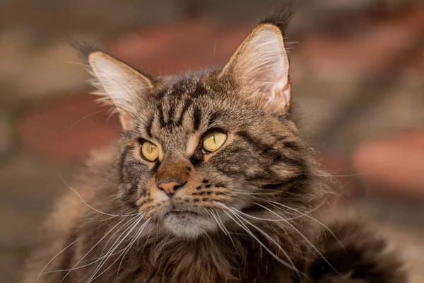 stock image Portrait of a Maine Coon marbled color