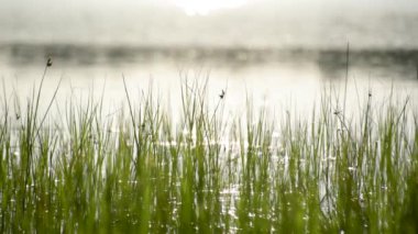 Yaz gölü Parlak günbatımında