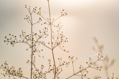 Fragile plant in the sun on the river bank