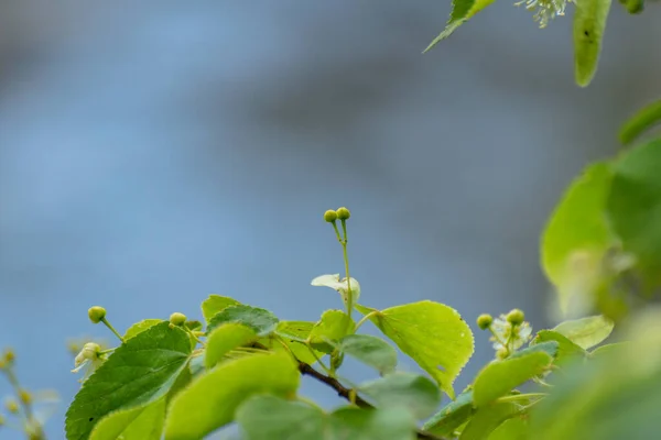 Tájkép Egy Hegyi Folyóról Virágzó Hárs Ággal — Stock Fotó