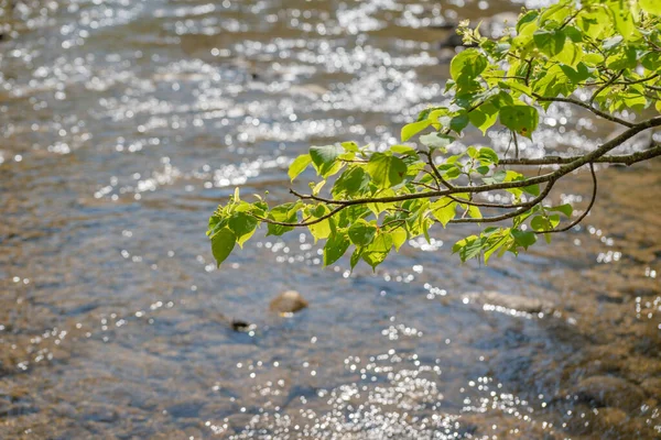 開花する菩提樹の枝を持つ渓流の風景 — ストック写真