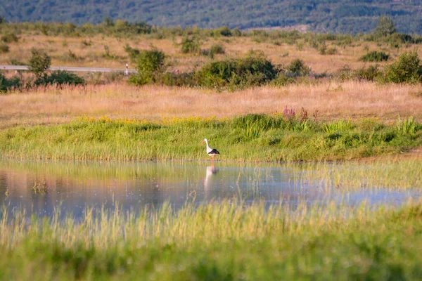 Burung Bangau Hitam Dan Putih Berburu Danau — Stok Foto
