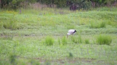 Siyah ve beyaz leylekler gölün kıyısında avlanır.