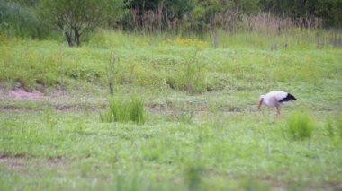 Siyah ve beyaz leylekler gölün kıyısında avlanır.