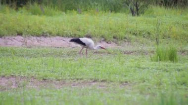 Siyah ve beyaz leylekler gölün kıyısında avlanır.