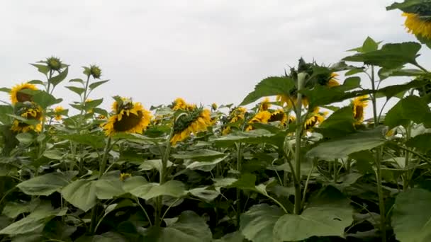 Medan Bunga Matahari Sebelum Badai — Stok Video