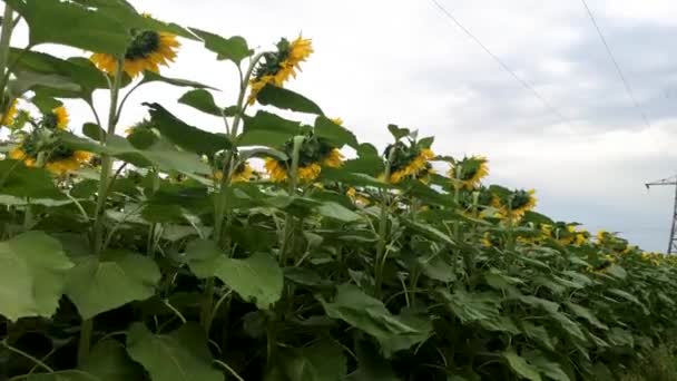 Соняшникове Поле Перед Грозою — стокове відео