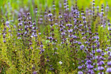 Mentha pulegium göl kenarında çiçek açıyor.