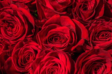 Bir sürü kırmızı gül buketi