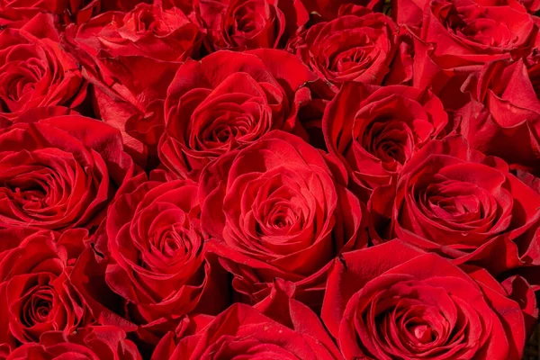 Csokor Sok Vörös Rózsa Stock Kép