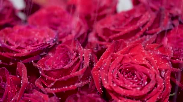 Roses Rouges Avec Gouttes Pluie — Video