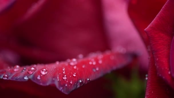 Vörös Rózsák Esőcseppekkel — Stock videók